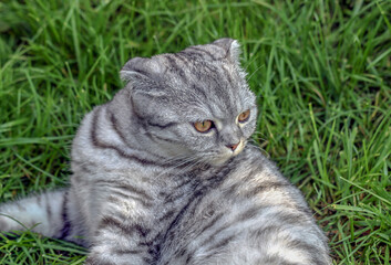 Cat breed Scottish fold summer on a background of green grass