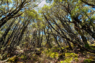 Beech Forest in the South Island of New Zealand