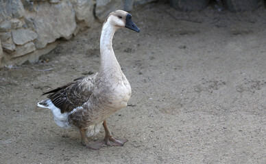 Gray domestic goose in full growth on a gray background