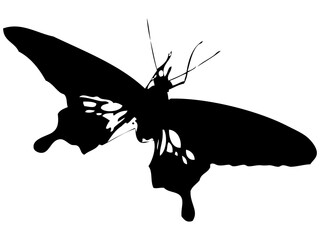 蝶シルエット_7