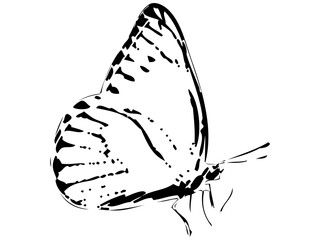 蝶シルエット_41