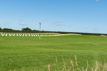 Fototapeta na wymiar Baled hay in distant rows across farm field