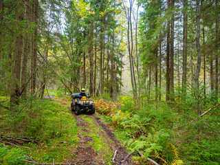 ATV rides through mud. Trees behind quadbike. Motocross in summer forest. Racer is driving on forest roads. Man on a quad bike in distance. ATV hemlet on his head. ATV driver on forest trail © Grispb
