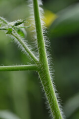 closeup shoot of tomato tree