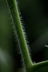 closeup shoot of tomato tree
