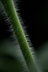 closeup shoot of tomato tree