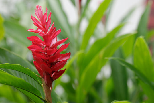 Red Ginger (Zingiber officinale Roscoe Scientific name:), flowering red, beautiful and blooming in the garden.