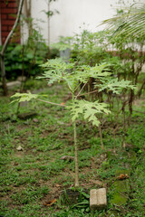 a small papaya tree in a garden