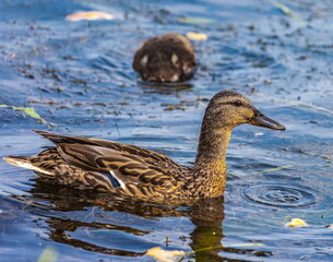 Bird wild duck with ducklings on the water pond in the summer