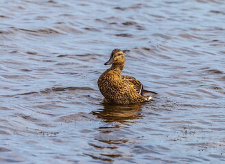 Bird wild duck  on the water pond in the summer
