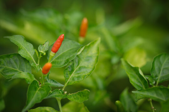 Bird's eye chili called cabai burung, cili api and cili padi in Malay. Displayed in a local market. Fresh picked chilies