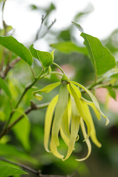 sweet smell blossom desmos chinensis yellow flower