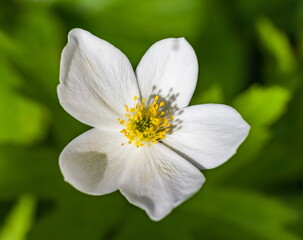 Obraz na płótnie Canvas White flower anemone nemorosa closeup on green background in summer