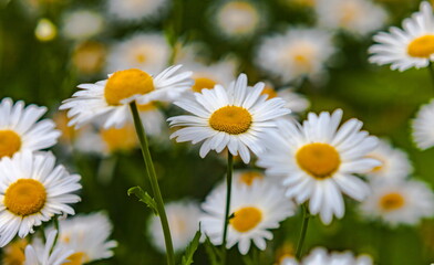 Obraz na płótnie Canvas Daisy flowers garden closeup