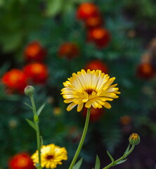 Orange flowers of marigold closeup in summer on a green background