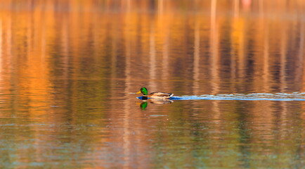 Ducks in the autumn pond