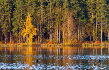 Autumn forest with reflection in the pond water