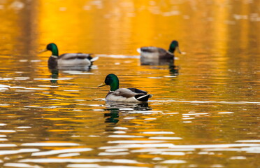 Ducks in the autumn pond