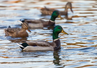 Ducks in the autumn pond