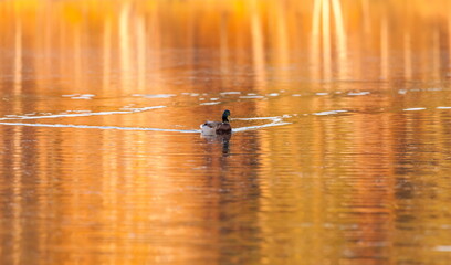 Ducks in the autumn pond