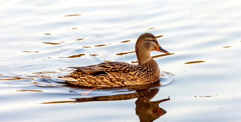 Ducks in the autumn pond