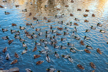 Wild ducks on the pond in the fall