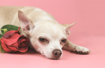  brown Chihuahua dog looking at camera. lying down with red rose on pink background. Cute  pets  and Valentine's day concept