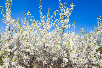 Flowers of the cherry blossoms on a spring