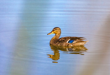 Ducks on the water pond in summer closeup