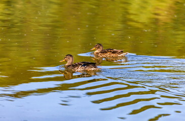 Ducks on the water pond in summer closeup