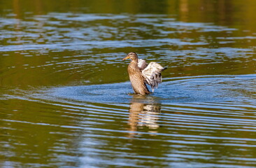 Ducks on the water pond in summer closeup