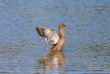 Ducks on the water pond in summer closeup