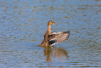 Ducks on the water pond in summer closeup