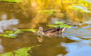 Fototapeta premium Ducks on the water pond in summer closeup