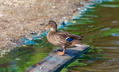 Ducks on the pond in the summer closeup
