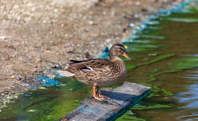 Ducks on the pond in the summer closeup