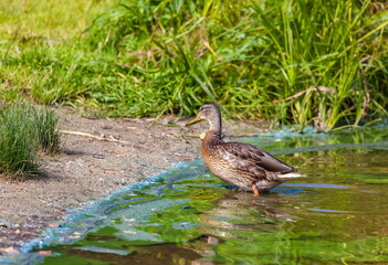 Ducks on the water pond in summer closeup