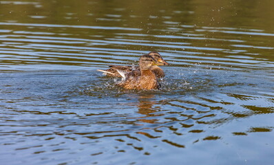 Ducks on the water pond in summer closeup