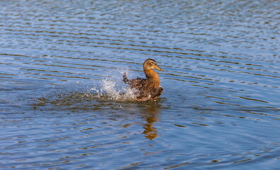 Ducks on the water pond in summer closeup
