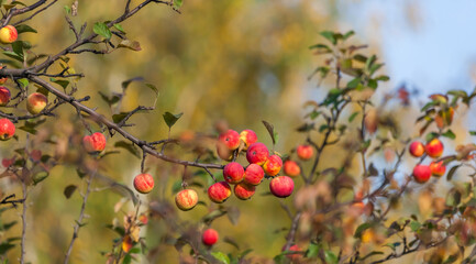 Apples on a branch in autumn