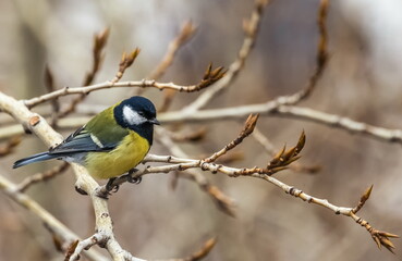 Naklejka premium Bird tit close up on a branch of a poplar tree in spring