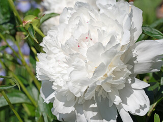 Blühende weiße Pfingstrosen, Paeonia, im Garten