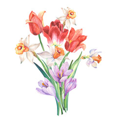 bouquet of tulips and narcissus.watercolor