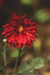 closeup of red dahlia flower with water drops