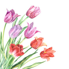 Obraz premium bouquet of red and lilac tulips.watercolor