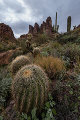 Barrell Cactus and Mountain in Arizano, USA