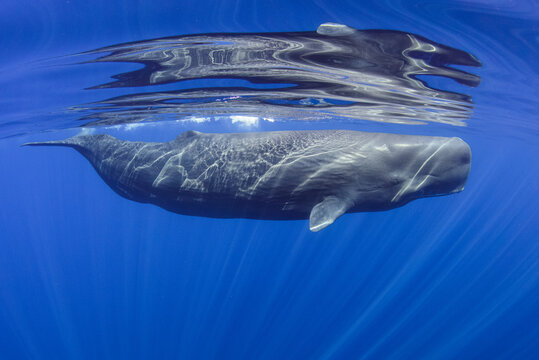 142 件の最適な マッコウクジラ 画像 ストック写真 ベクター Adobe Stock 142 件の最適な マッコウクジラ 画像 ストック写真 ベクター Adobe Stock