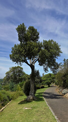 Fototapeta premium The footpath in the botanical garden turns over the hill. Green lawn on the side. A beautiful tall tree against the blue sky. Cape Town. South Africa