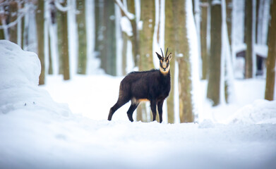 Mountain rare chamois in the snowy forest of the Luzickych Mountains