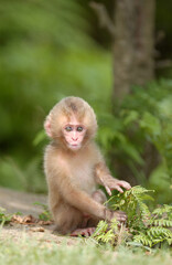猿の赤ちゃん